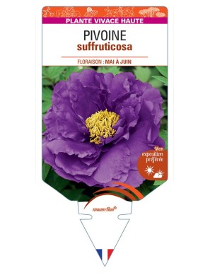 PAEONIA SUFFRUTICOSA voir Pivoine (violet)