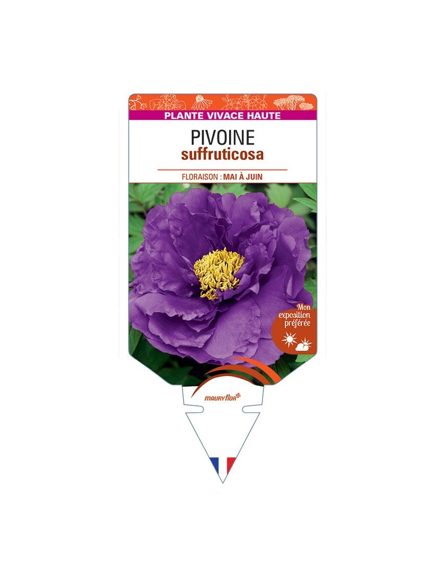 PAEONIA SUFFRUTICOSA voir Pivoine (violet)