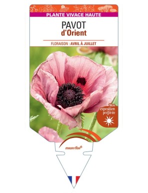 PAPAVER ORIENTALE voir Pavot d'Orient (rose)