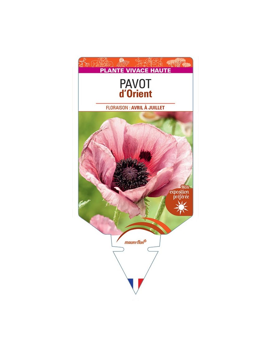 PAPAVER ORIENTALE voir Pavot d'Orient (rose)