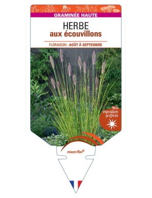 PENNISETUM ALOPECUROIDES voir Herbe aux écouvillons