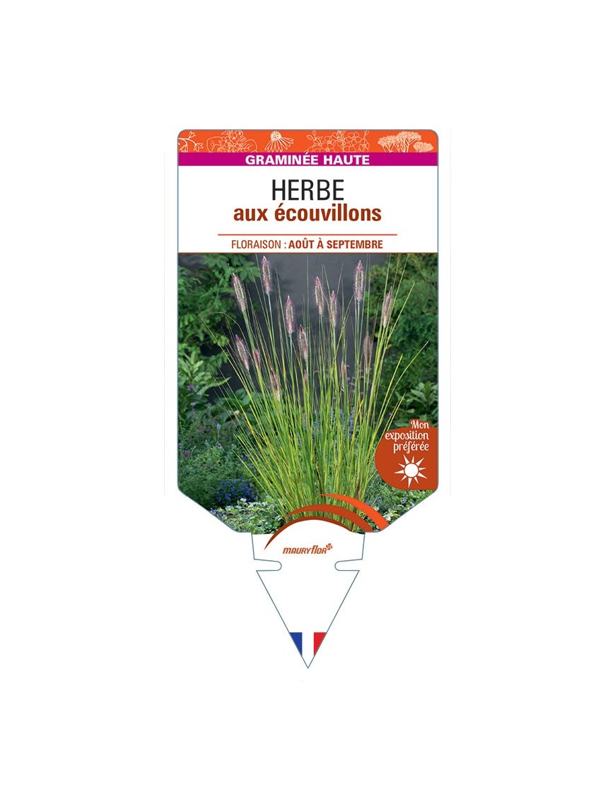 PENNISETUM ALOPECUROIDES voir Herbe aux écouvillons