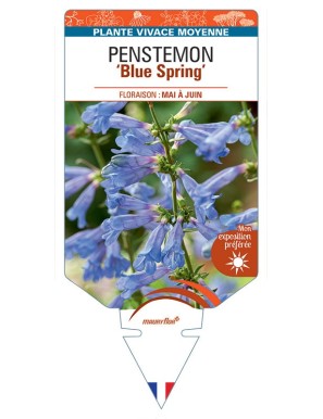 PENSTEMON HETEROPHYLLUS BLUE SPRING