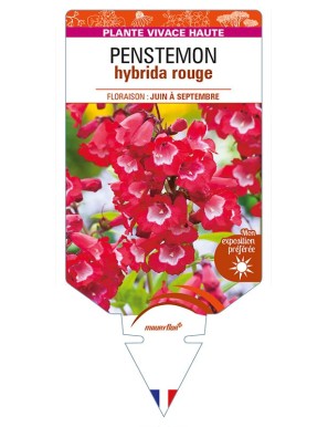 PENSTEMON hybrida (rouge)