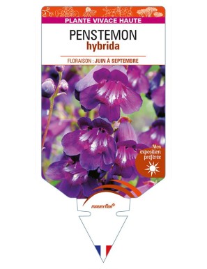 PENSTEMON hybrida (violet)
