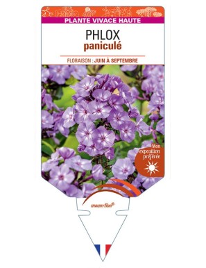 PHLOX (paniculata) (bleu lavande)