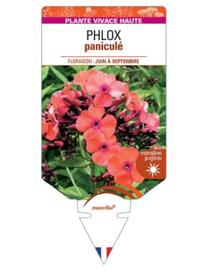 PHLOX (paniculata) (orange)