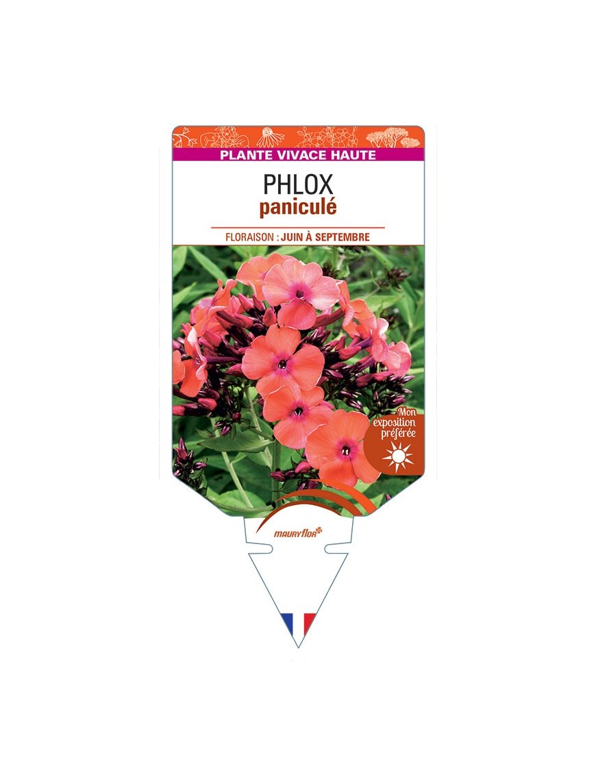 PHLOX (paniculata) (orange)