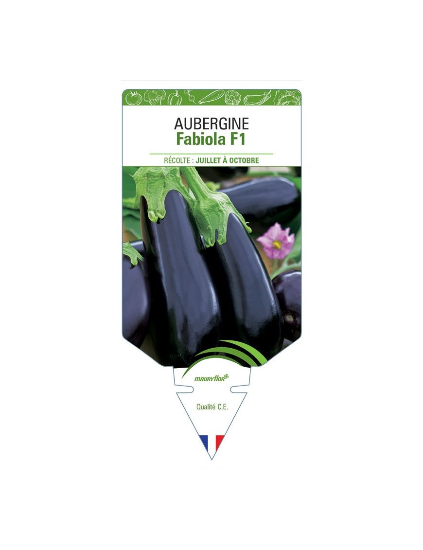 AUBERGINE FABIOLA F1