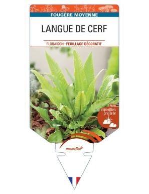 PHYLLITIS SCOLOPENDRIUM voir Langue de Cerf