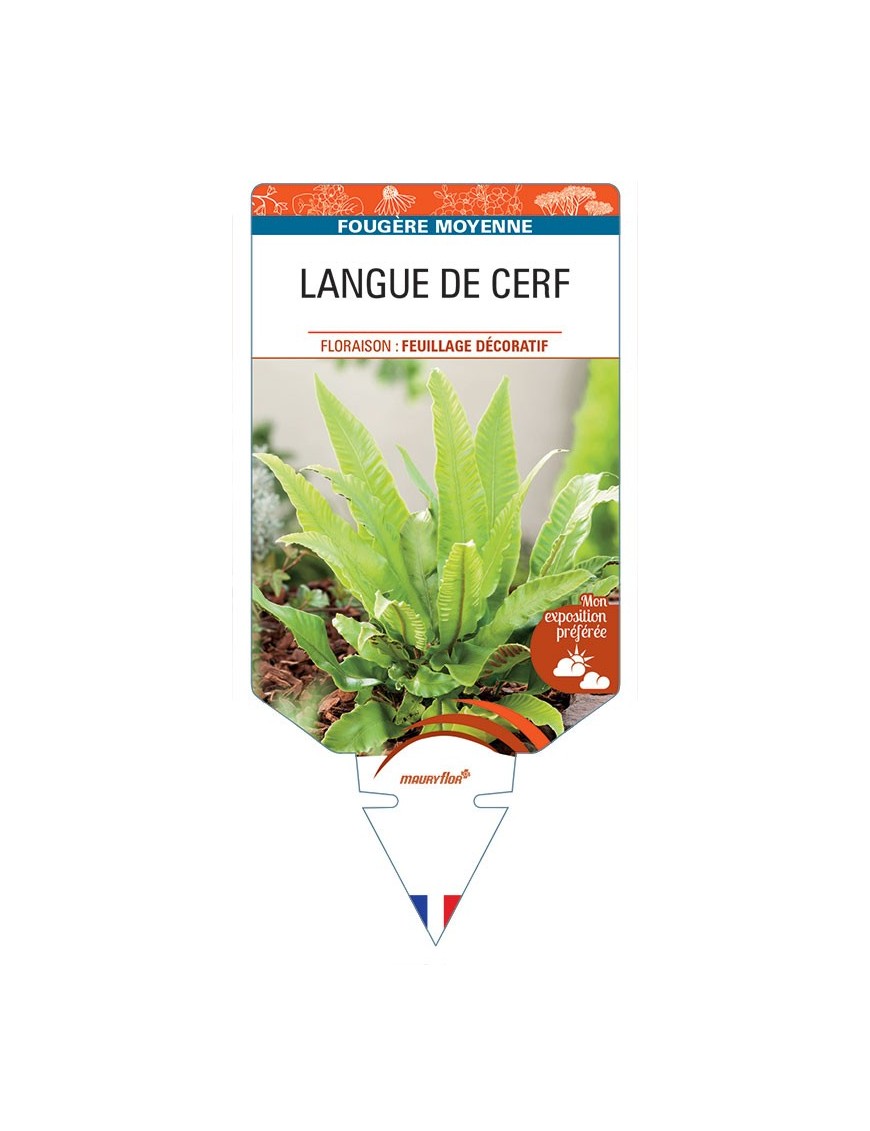 PHYLLITIS SCOLOPENDRIUM voir Langue de Cerf