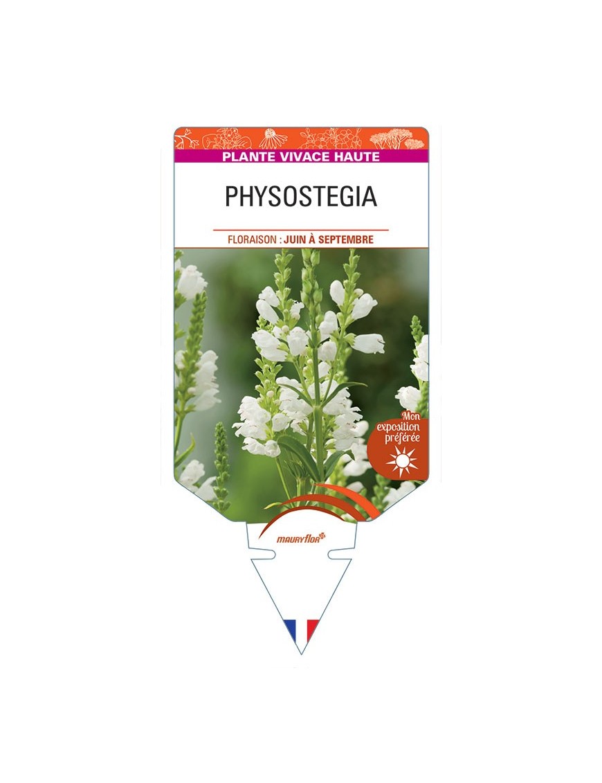 PHYSOSTEGIA VIRGINIANA (blanc)