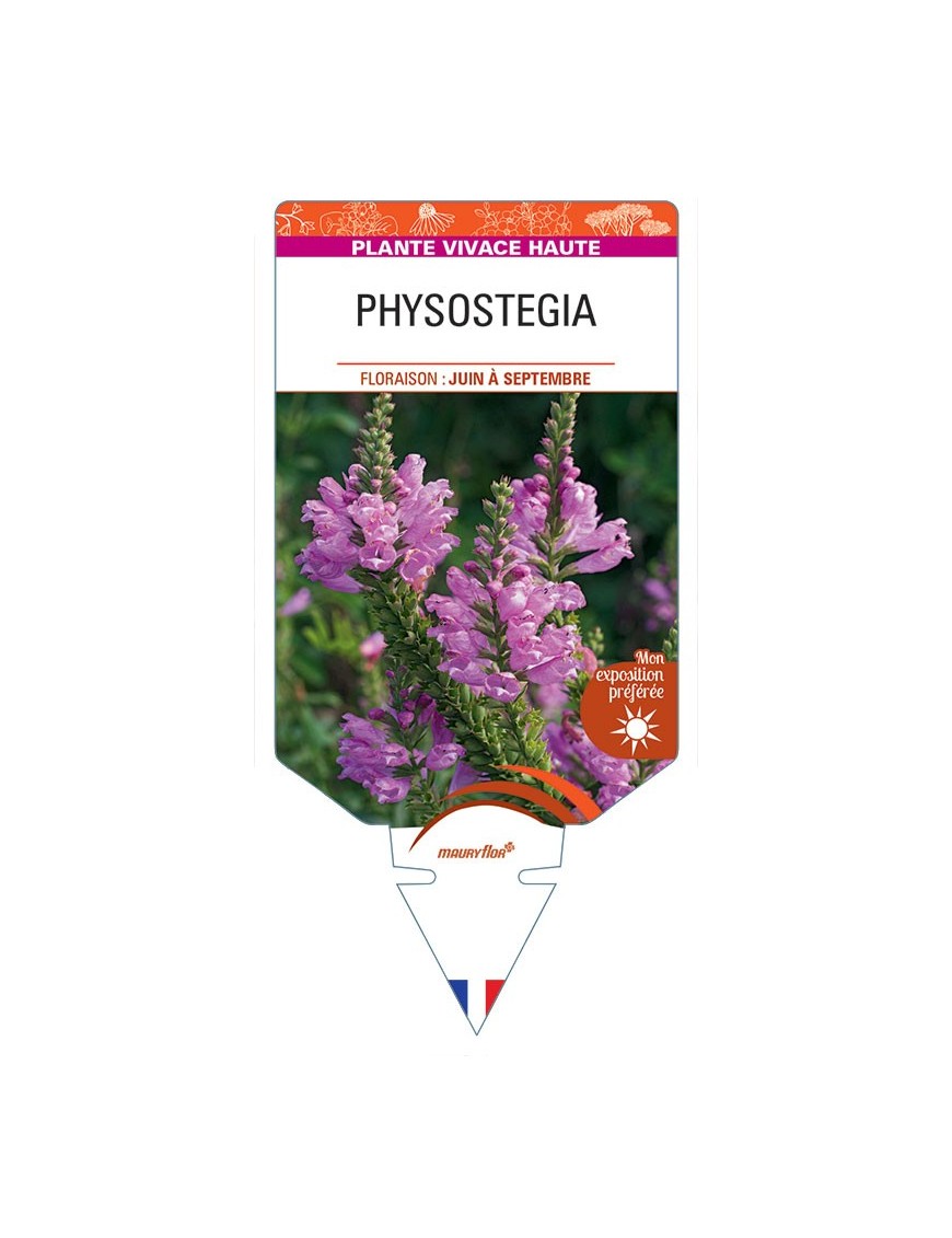 PHYSOSTEGIA VIRGINIANA (rose)