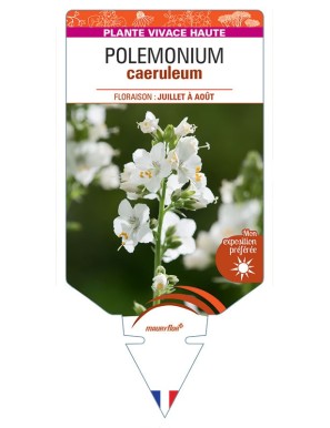 POLEMONIUM CAERULEUM (blanc)