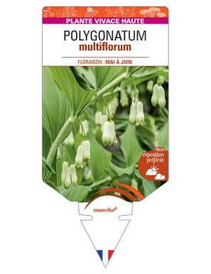 POLYGONATUM MULTIFLORUM (blanc)