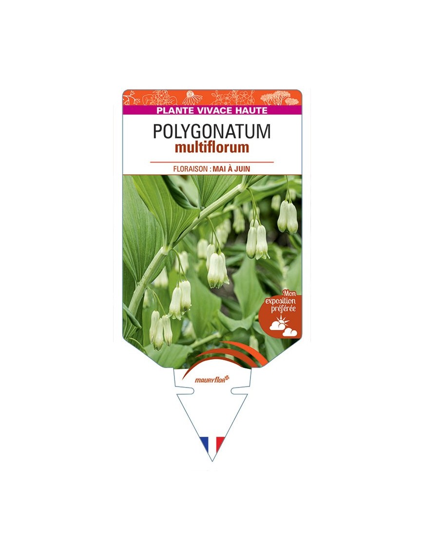 POLYGONATUM MULTIFLORUM (blanc)