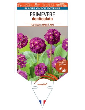 PRIMULA DENTICULATA voir Primevère (rose)