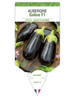 AUBERGINE GALINE F1