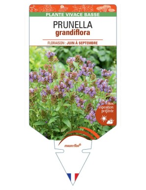 PRUNELLA GRANDIFLORA (bleu)