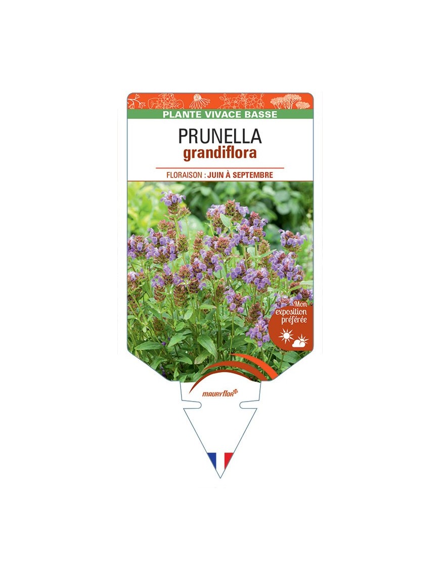 PRUNELLA GRANDIFLORA (bleu)