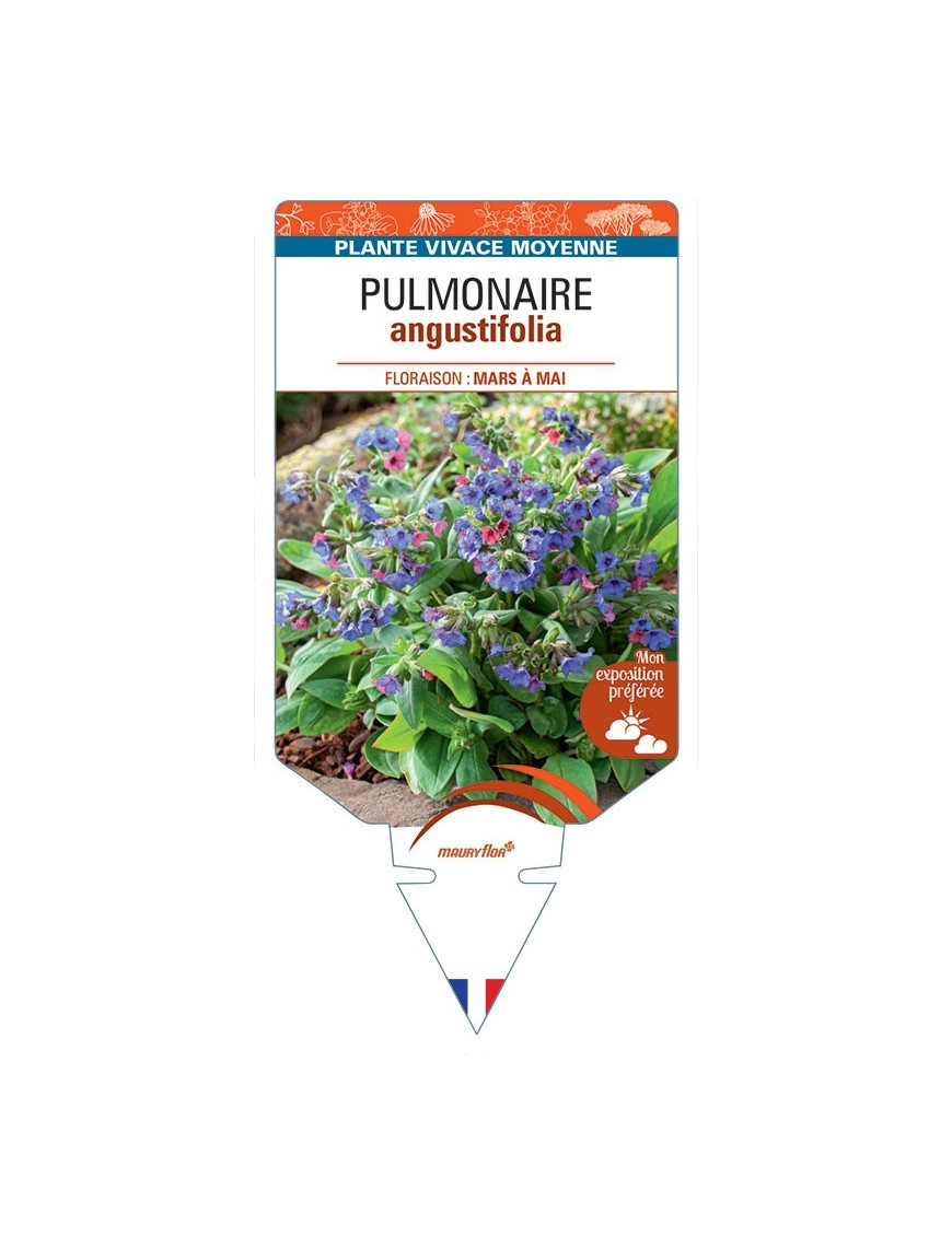 PULMONARIA ANGUSTIFOLIA (bleu)