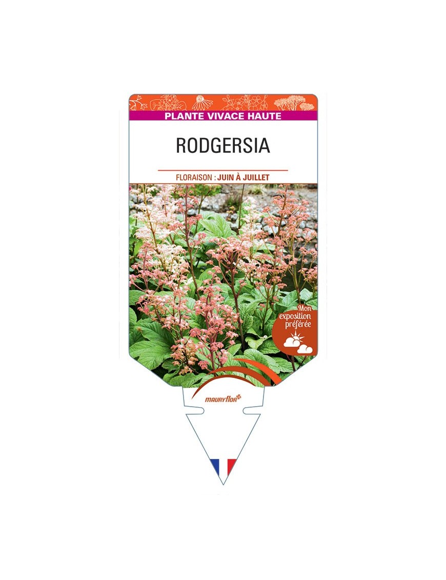 RODGERSIA PINNATA (rose)