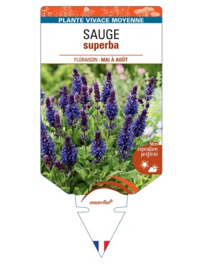 SALVIA SUPERBA voir Sauge (bleu)