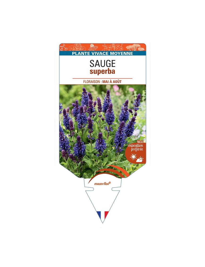 SALVIA SUPERBA voir Sauge (bleu)