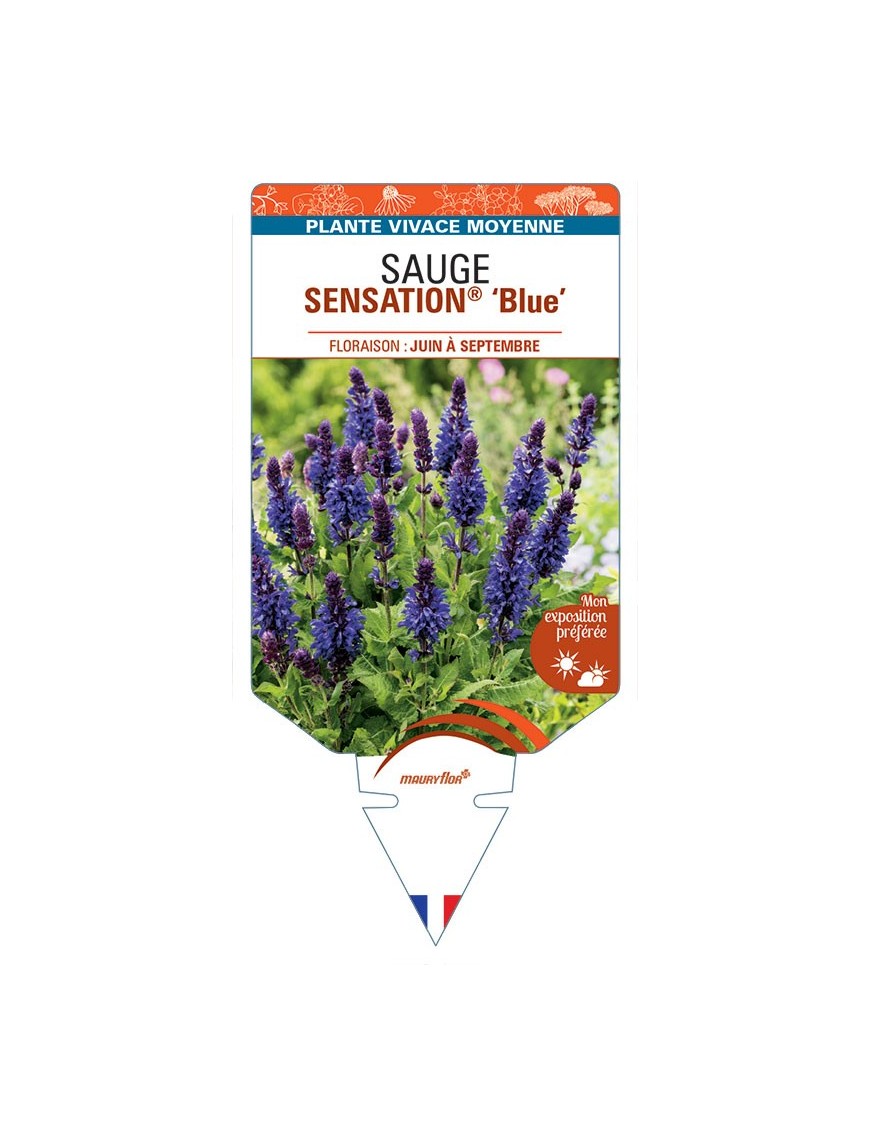 SAUGE SENSATION® Blue