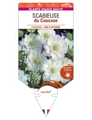 SCABIOSA CAUCASICA voir Scabieuse du Caucase (blanc)