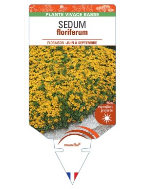 SEDUM FLORIFERUM