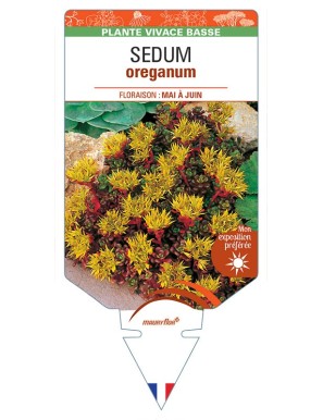 SEDUM oreganum