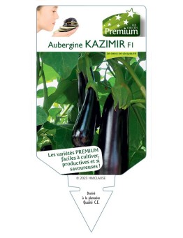AUBERGINE KAZIMIR F1