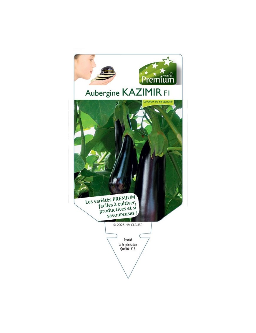 AUBERGINE KAZIMIR F1
