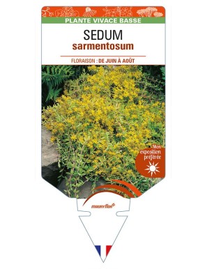 SEDUM sarmentosum