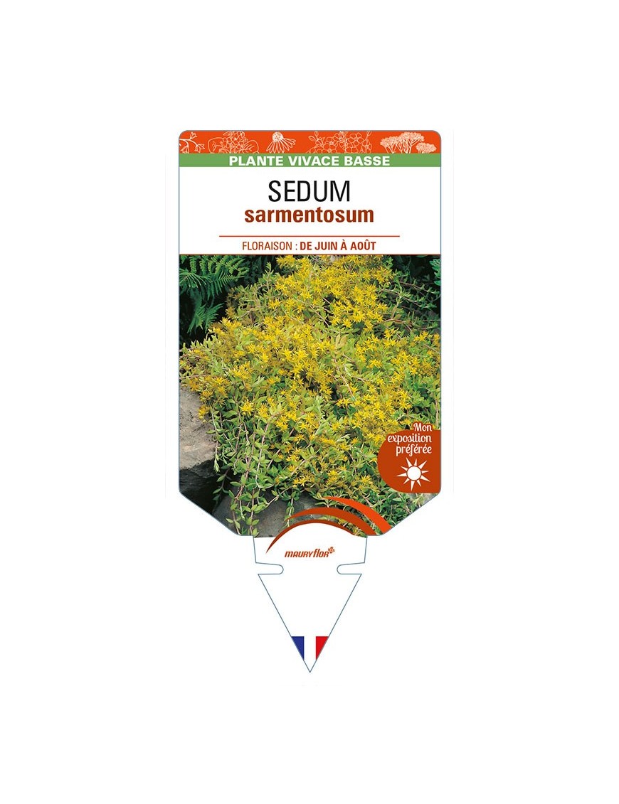 SEDUM sarmentosum