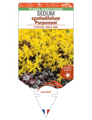 SEDUM spathulifolium Purpureum