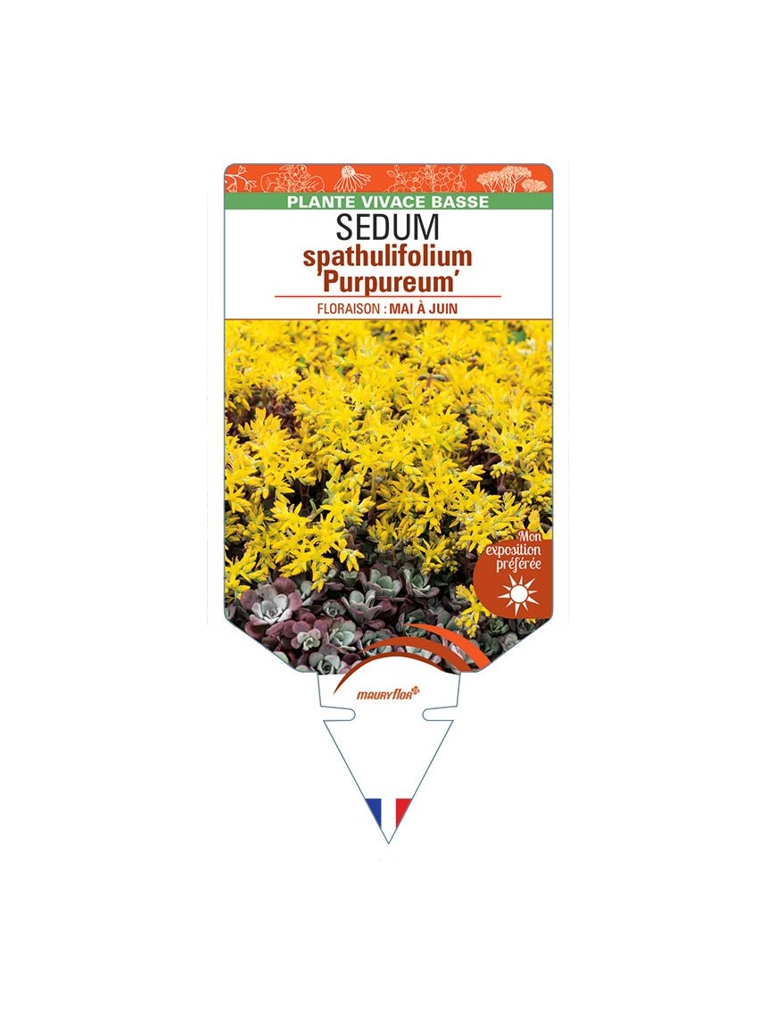 SEDUM spathulifolium Purpureum