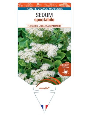 SEDUM SPECTABILE (blanc)