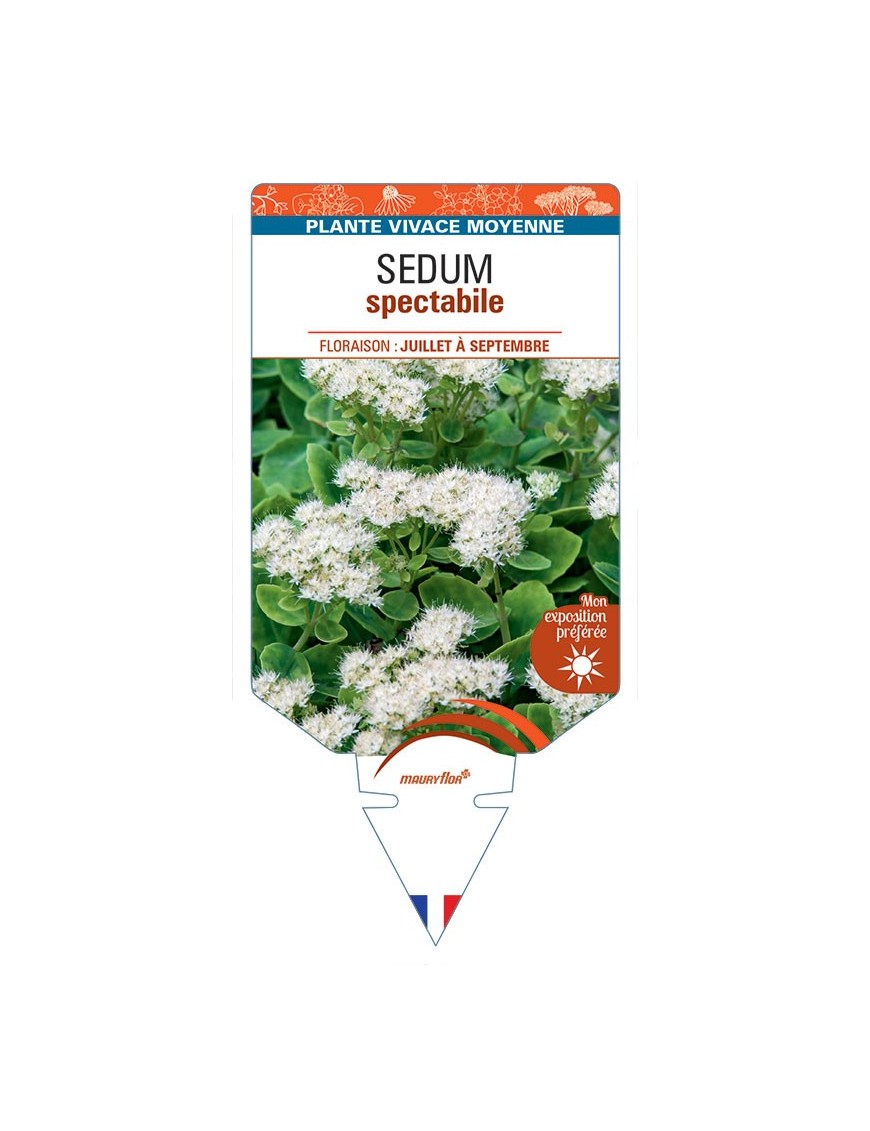 SEDUM SPECTABILE (blanc)