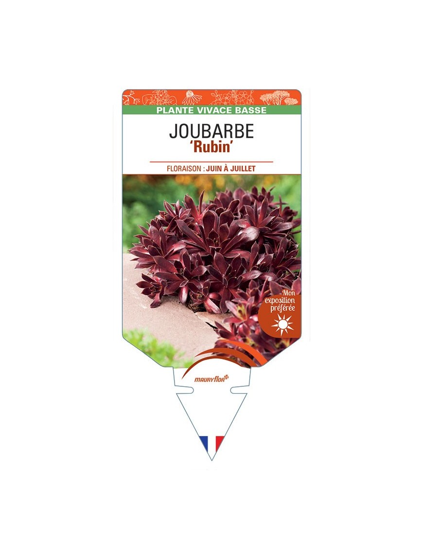 SEMPERVIVUM RUBIN voir Joubarbe