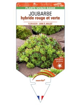 SEMPERVIVUM hybride rouge et vert