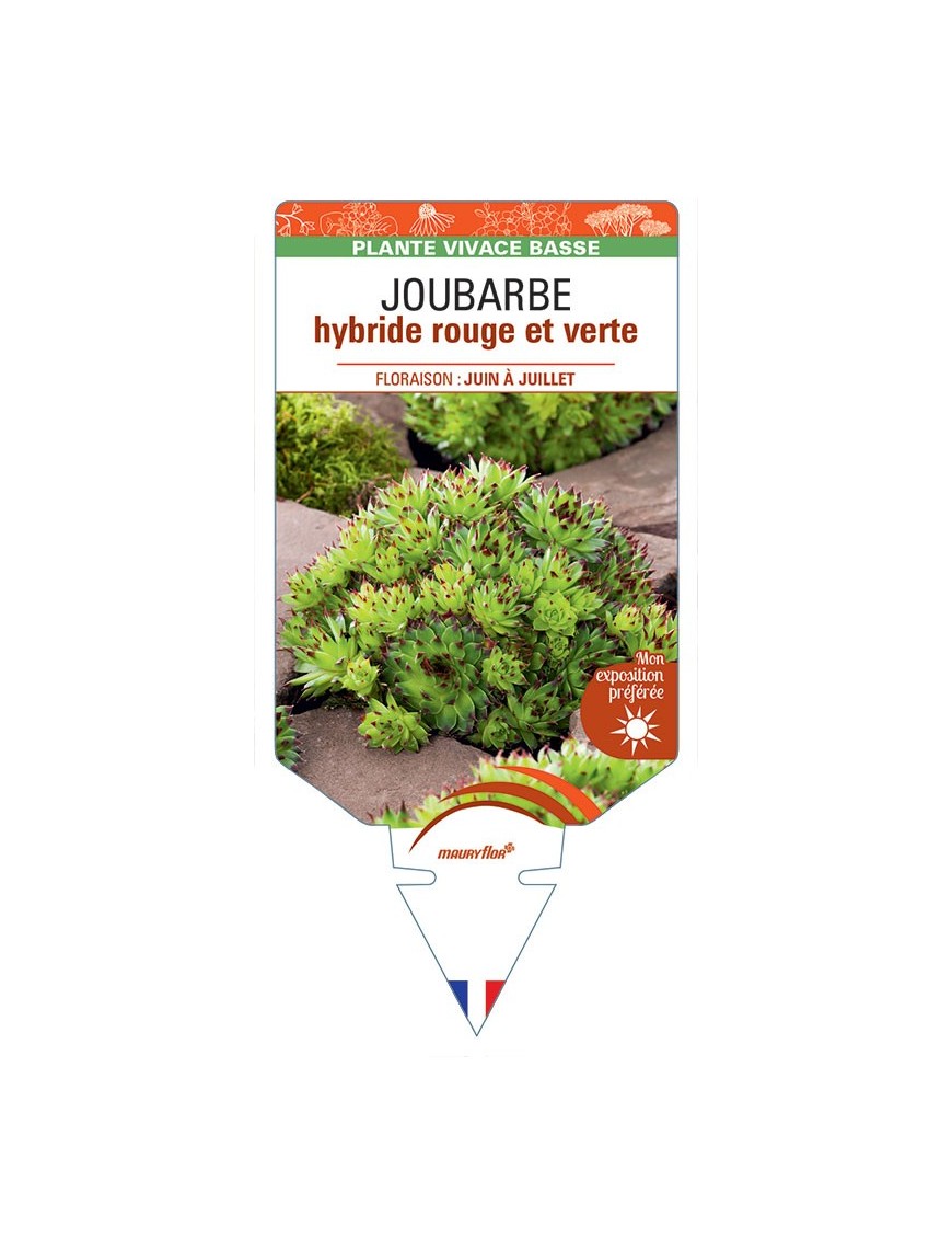 SEMPERVIVUM hybride rouge et vert