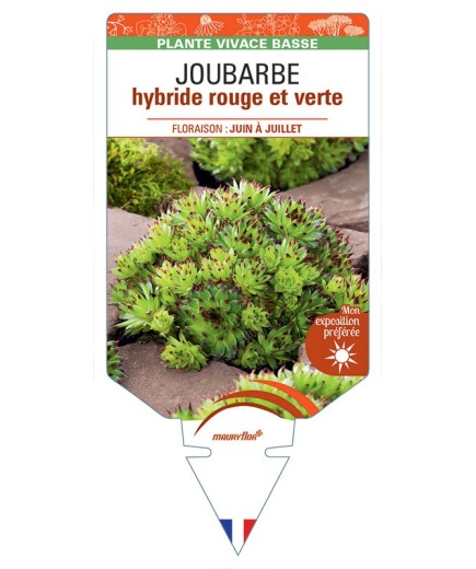 SEMPERVIVUM Commander Hay voir JOUBARBE hybride rouge et verte *