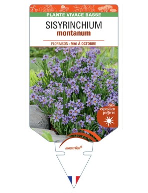 SISYRINCHIUM MONTANUM