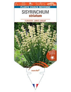 SISYRINCHIUM STRIATUM (blanc)