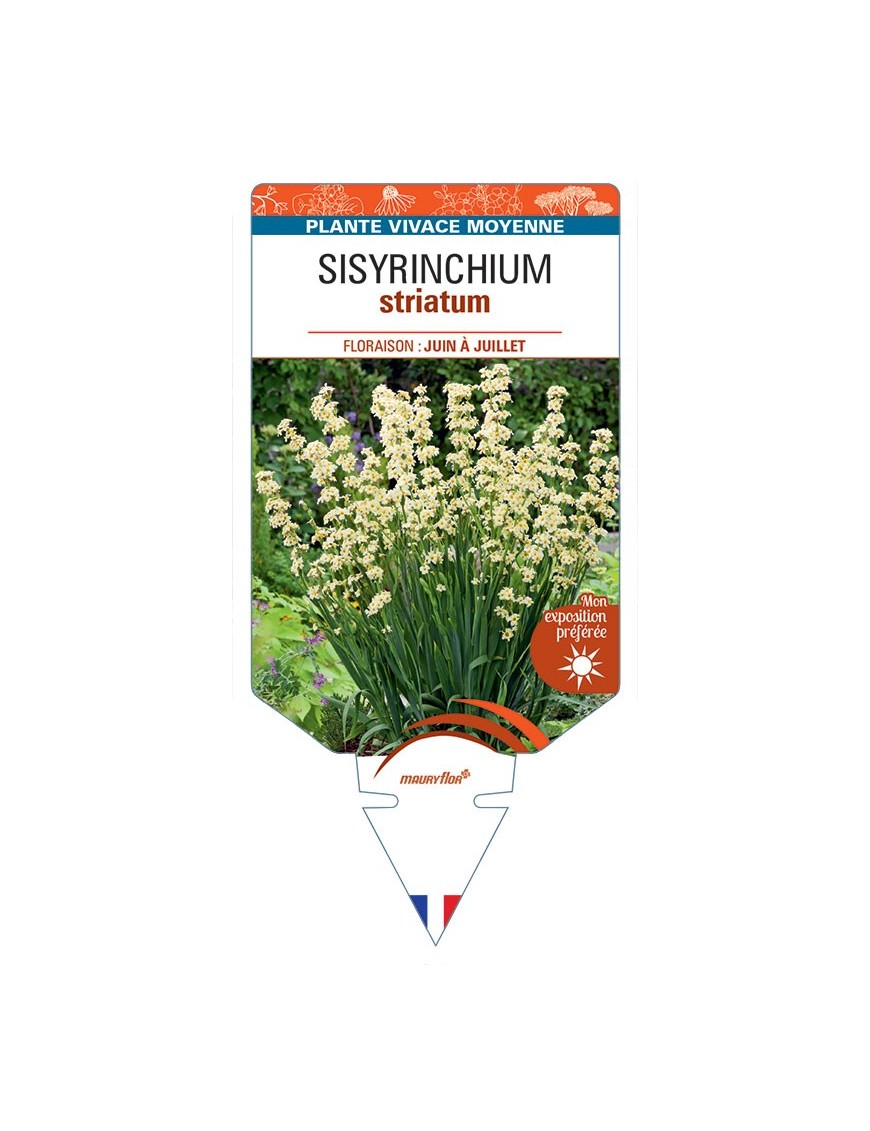 SISYRINCHIUM STRIATUM (blanc)