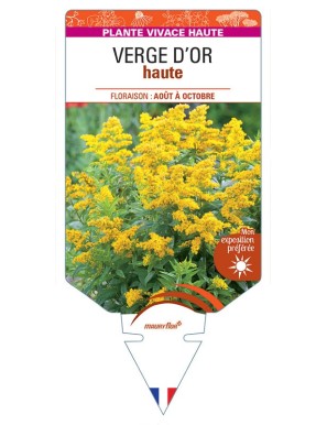 SOLIDAGO voir Verge d'Or haute (jaune)