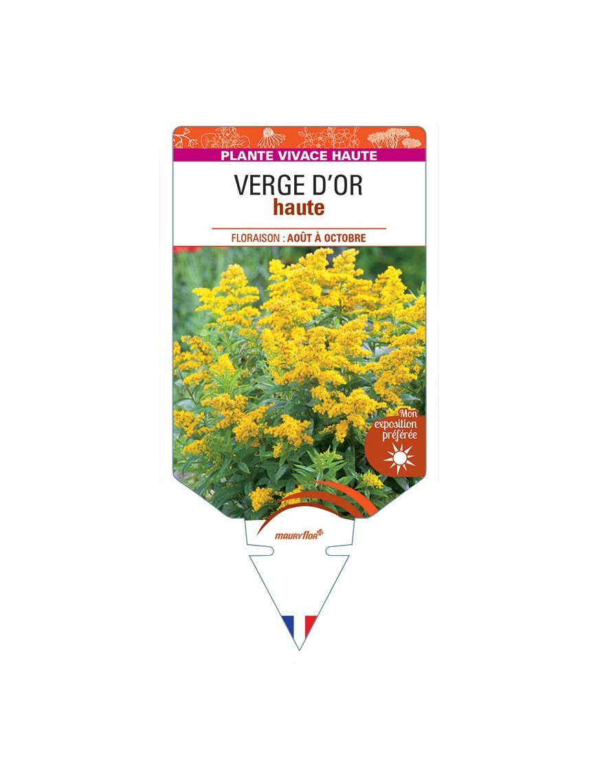 SOLIDAGO voir Verge d'Or haute (jaune)