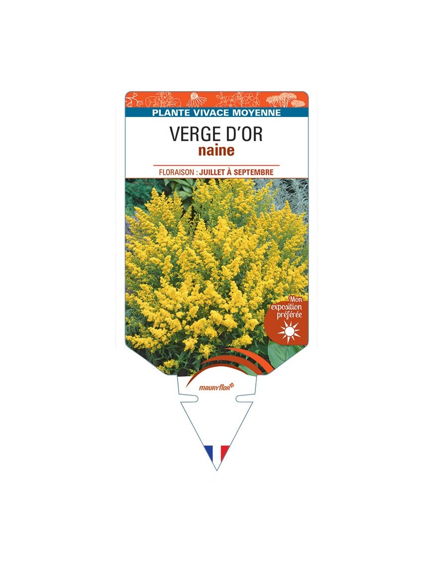 SOLIDAGO voir Verge d'Or naine (jaune)